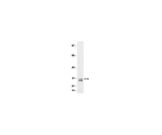 62-8372-58　抗RhoE/Rnd3,克隆4;200μL　05-723