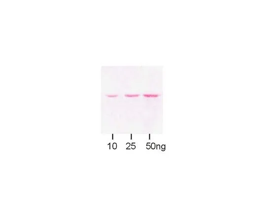 62-8448-22　抗麦芽糖结合蛋白;100μL　AB3596