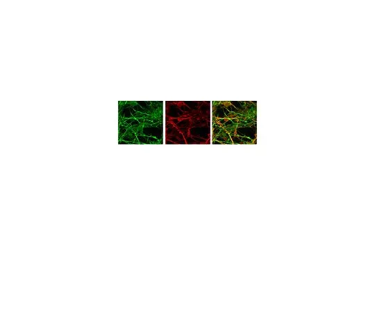 62-8446-55　抗双凝素;50μL　AB2253