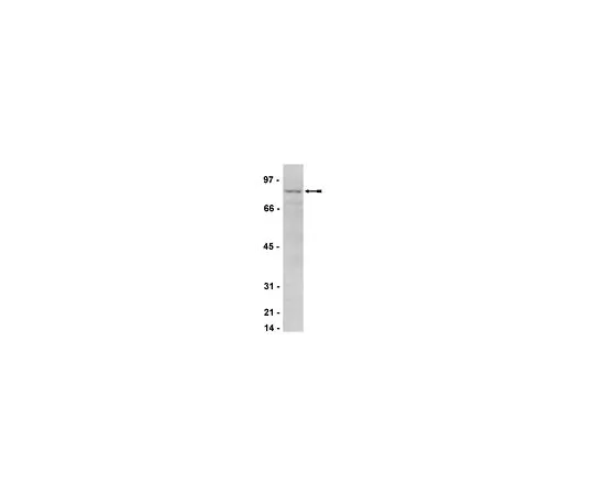 62-8385-77　抗IKK;200μg　07-580