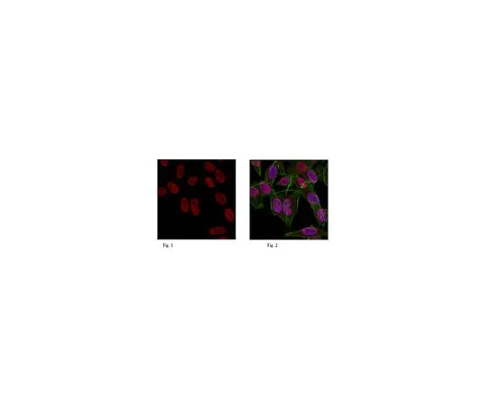 62-8385-12　抗三甲基组蛋白H3 (Lys9) ，Alexa Fluor (R) 647共轭　07-442-AF647