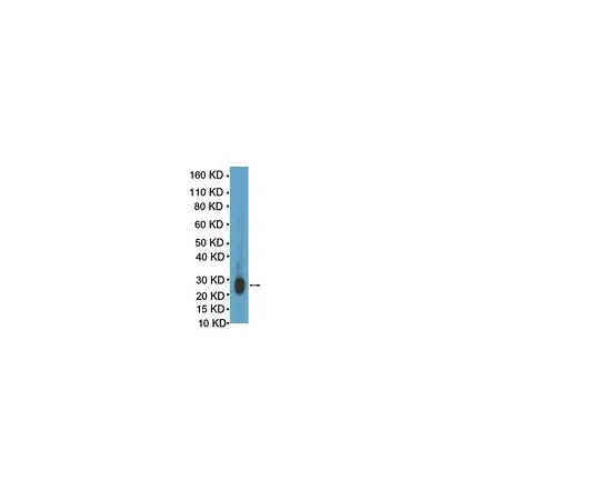 62-8387-50　反Lin28;100μL　07-1385