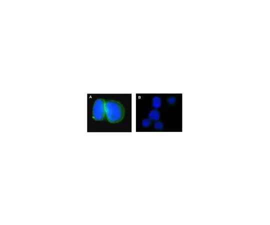 62-8392-58　抗Na+/K+ATP酶α-1,克隆C464.6, Alexa Fluor (R) 488缀合物;25μg　16-243