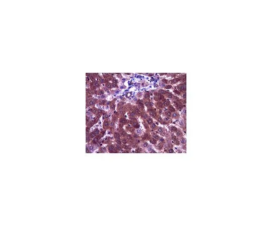 62-8459-43　抗Dermo-1;100μg　ABD24