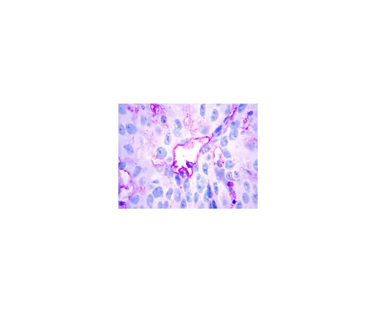 62-8447-02　抗LYVE1;100μg　AB2988