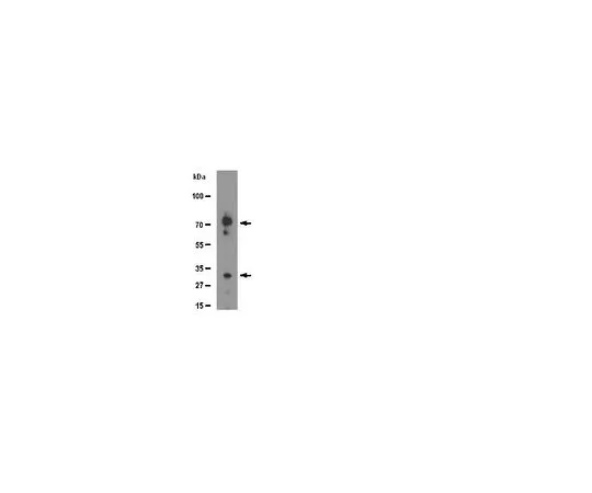 62-8452-62　抗合成蛋白-1;100μL　AB8230