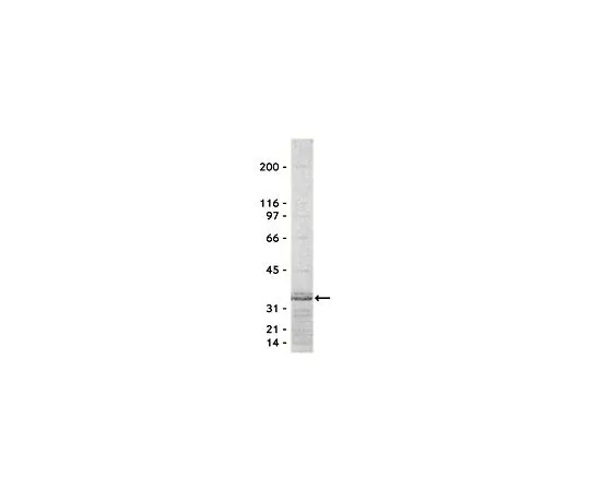 62-8391-40　Rho Assay试剂(罗特金RBD,琼脂糖);650μg　14-383