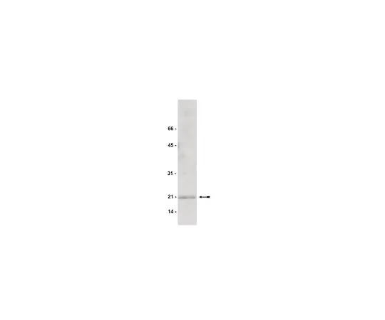 62-8384-37　抗柯菲林2号;200μg　07-300