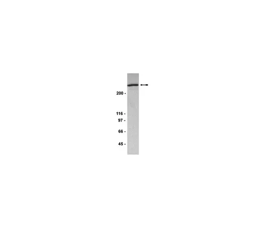 62-8372-61　抗53BP1,克隆BP18;200μL　05-725
