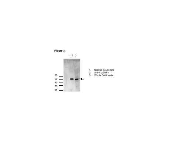 62-8367-39　RIPAb+ (TM) CUGBP1;10次检测　03-104