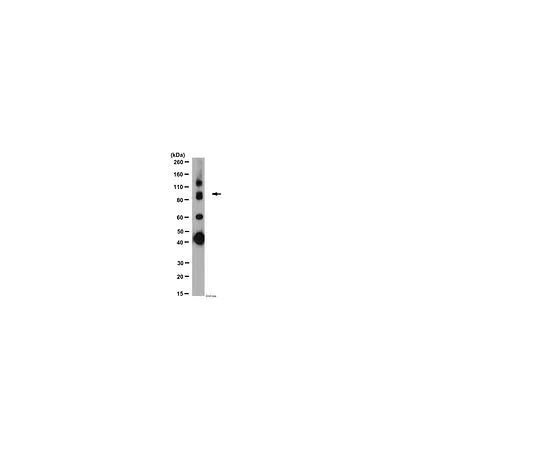 62-8446-57　抗GABA B受体R1;50μL　AB2256