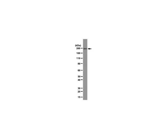 62-8369-45　抗RNA聚合酶II亚基B1,克隆4F8;100μg　04-1569