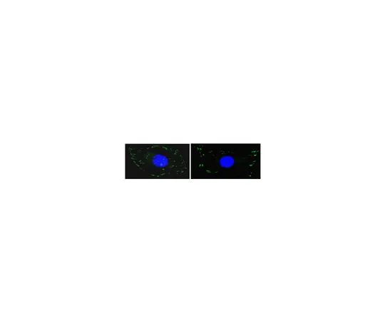62-8392-52　抗FAK,克隆4.47, Alexa Fluor (R) 488共轭;100μg　16-233