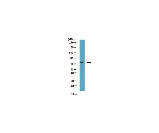 62-8461-05　反ATDC;100μg　ABE302