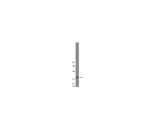 62-8370-86　抗cdk5,克隆DC17;200μg　05-364