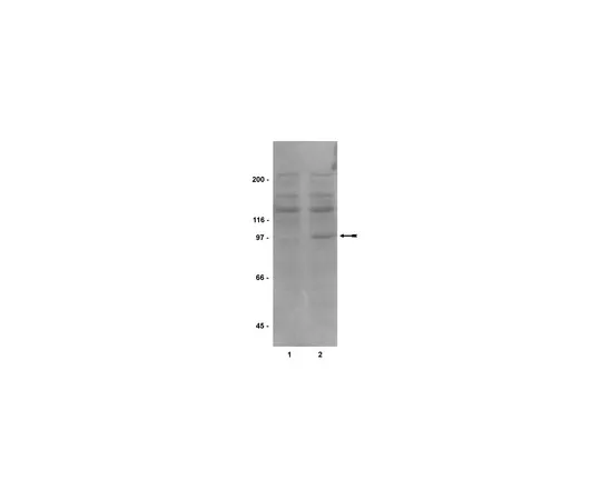 62-8371-84　抗磷-STAT6 (Tyr641) ，克隆16E12;100μg　05-590