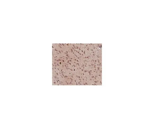 62-8444-35　抗GABA;50μL　AB175