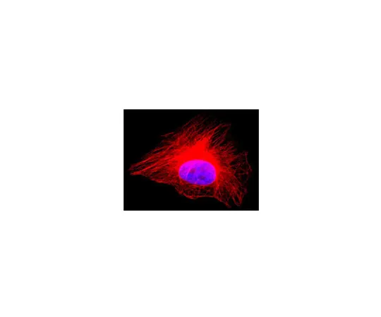 62-8373-30　抗α-球蛋白，Alexa Fluor (R) 555共轭;100μg　05-829X-555