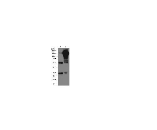 62-8392-71　抗磷酸酪氨酸，克隆4G10R,磁珠共轭;200μL　16-282