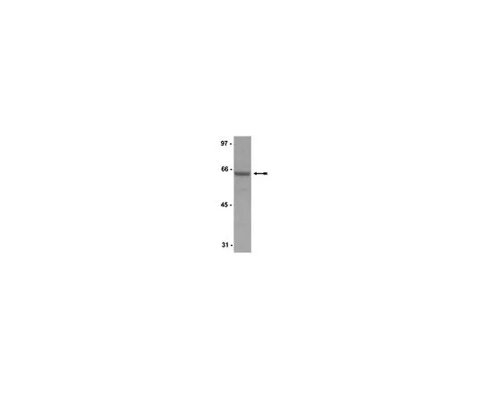 62-8384-96　抗-SHP-1/SHPTP-1;200μg　07-419