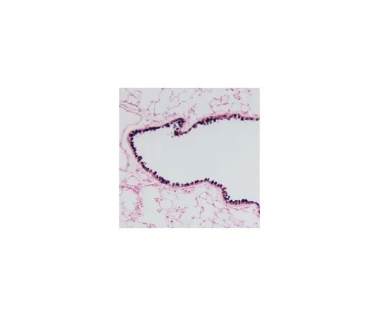 62-8385-95　抗克拉拉细胞分泌蛋白;100μL　07-623