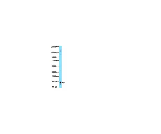 62-8374-30　抗血管内皮生长因子，克隆VG1;100μL　05-1117