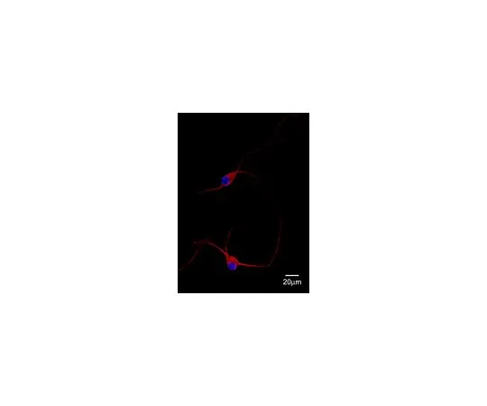 62-8450-52　抗MAP2;50μL　AB5543