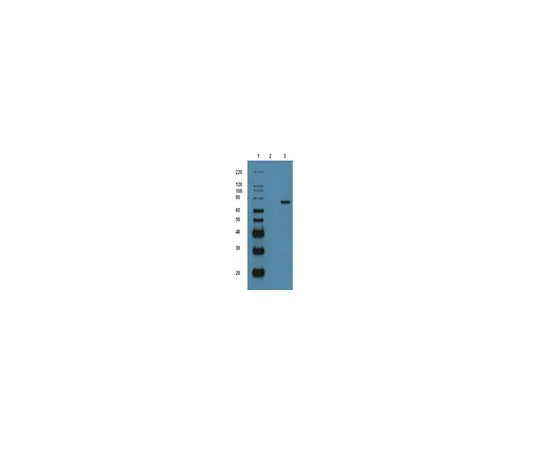 62-8391-76　p53-GST (重组蛋白);50μg　14-865