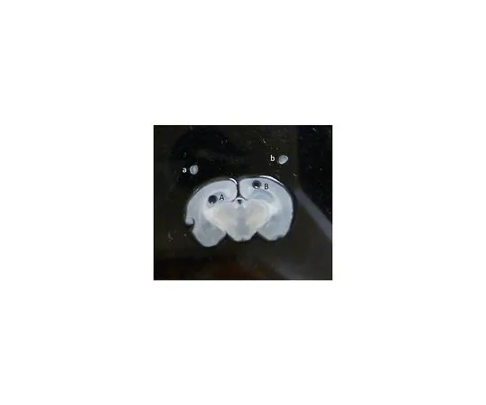 62-8395-21　G组织基染色质免疫沉淀试剂盒;22次检测　17-20000