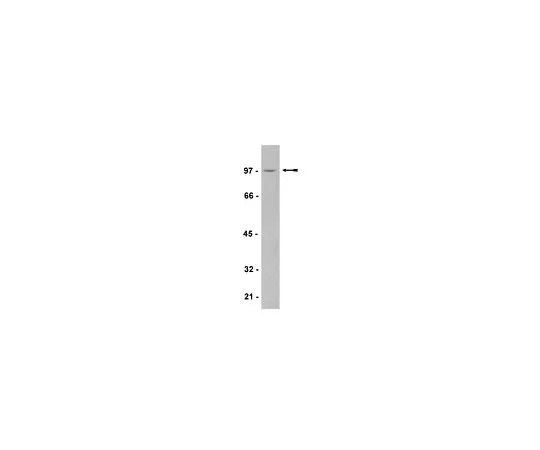 62-8385-27　反Vav3,人类;200μg　07-464