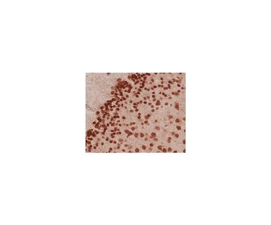 62-8465-69　抗NeuN纯化;100μL　ABN90P