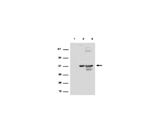 62-8367-41　RIPAb+ (TM) EF1α;10次检测　03-107