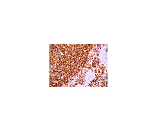 62-8374-85　抗CD45,克隆F10-89-4;100μg　05-1410