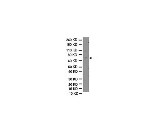 62-8449-10　抗泡状GABA转运蛋白 (VGAT);50μg　AB5062P