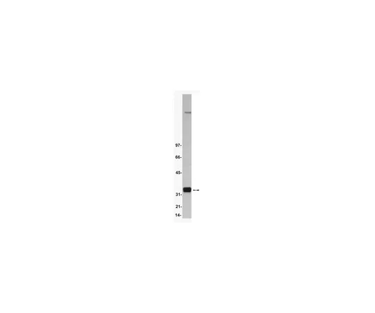 62-8371-91　抗cdk2,克隆AN4.3;200μg　05-596
