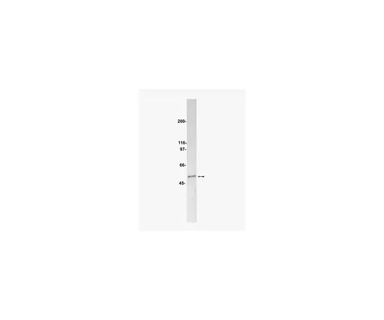 62-8371-88　抗PP2A, B亚基，克隆2G9;200μL　05-592