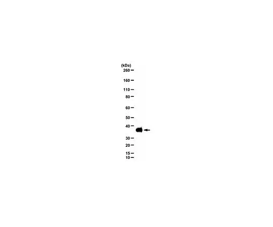 62-8463-82　抗SMUG1　ABE1798