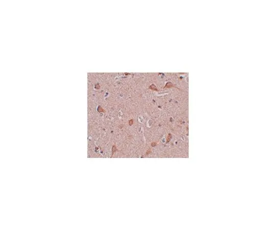 62-8467-53　抗SIPA1L1　ABN485