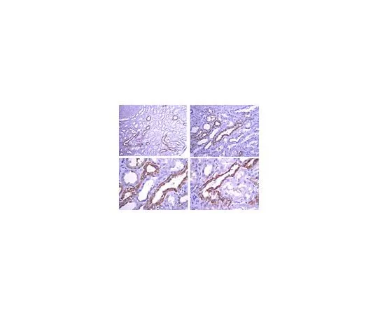 62-8387-61　抗GLUT-8, C末端;50μg　07-1407