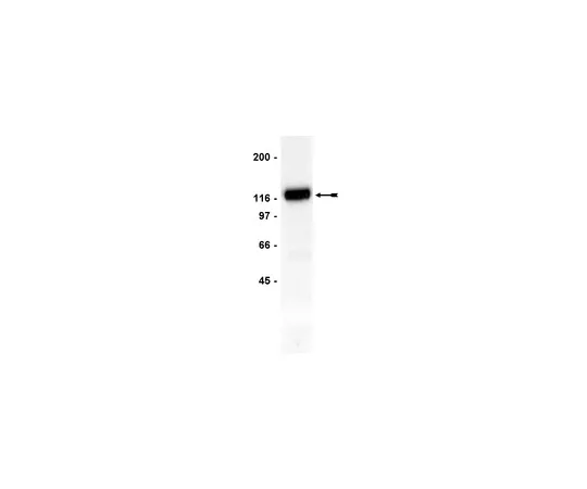 62-8371-18　抗Cbl,克隆7G10;200μg　05-440