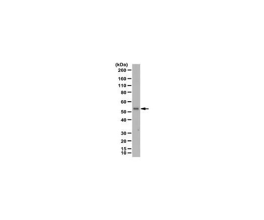 62-8464-67　抗ZIP-8抗体　ABF197