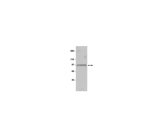 62-8372-43　抗Mps1, NT,克隆3-472-1;200μg　05-682