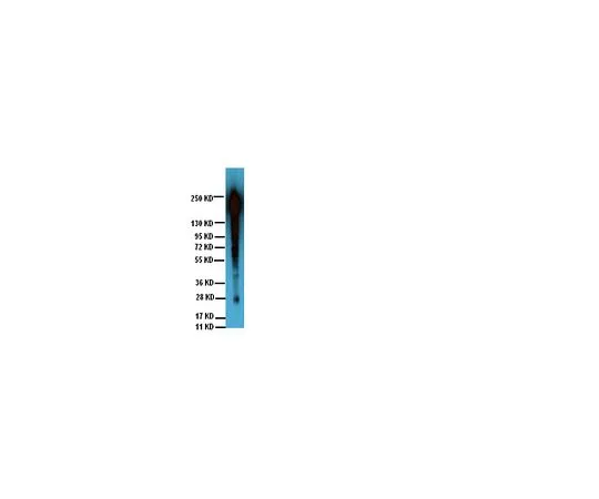 62-8392-10　抗磷酪氨酸，克隆4G10R,生物素共轭;100μg　16-103