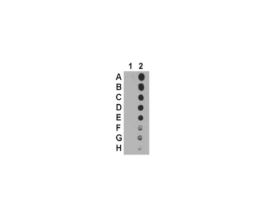 62-8460-99　抗乙酰-p53 (Lys120)　ABE286