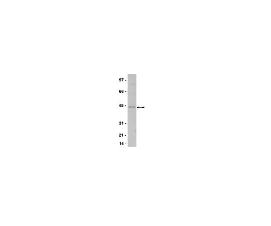 62-8385-87　抗TTF-1;200μL　07-601