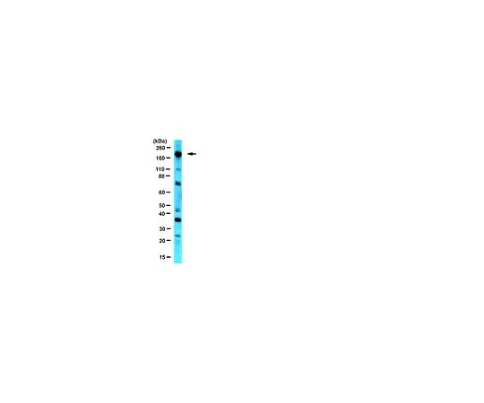 62-8388-34　抗IF4G;100μL　07-1800