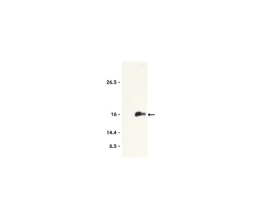 62-8382-44　抗乙酰基组蛋白H3 (Lys9) 试用品尺寸　06-942-S