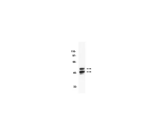 62-8371-06　抗GSK3,克隆4G-1E;100μg　05-412