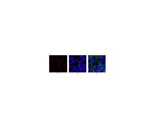 62-8463-34　抗锌手指蛋白EOS　ABE1331