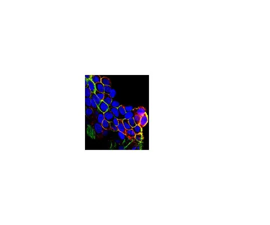 62-8389-64　抗磷EGFR (Tyr1069);100μL　09-310